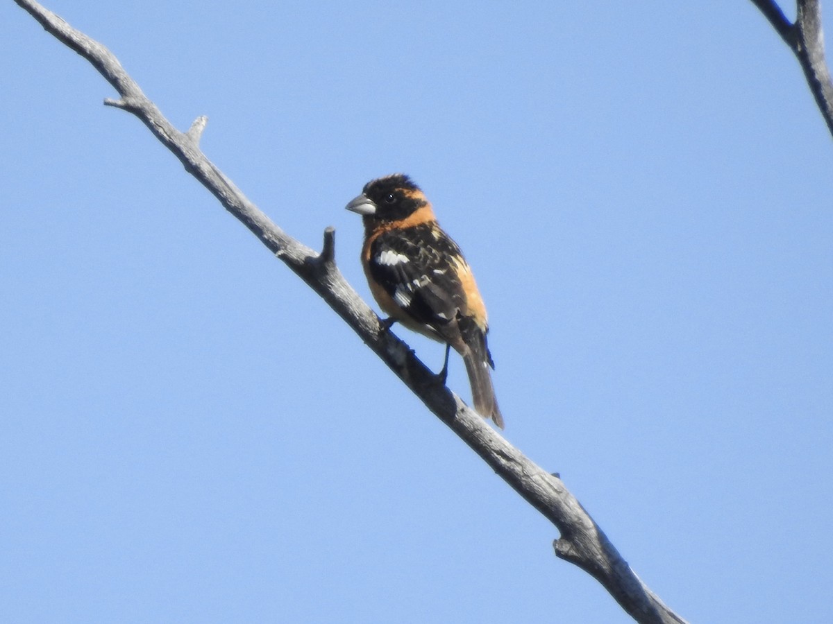 Black-headed Grosbeak - ML619416244