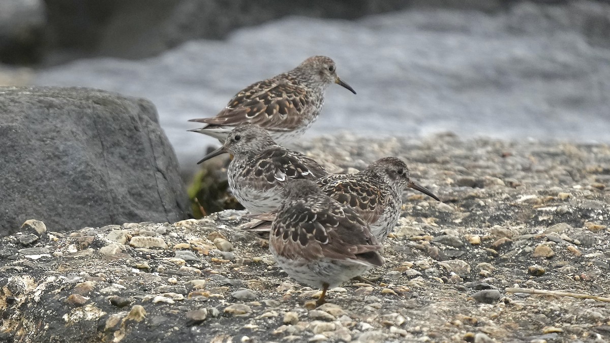 Purple Sandpiper - Sunil Thirkannad