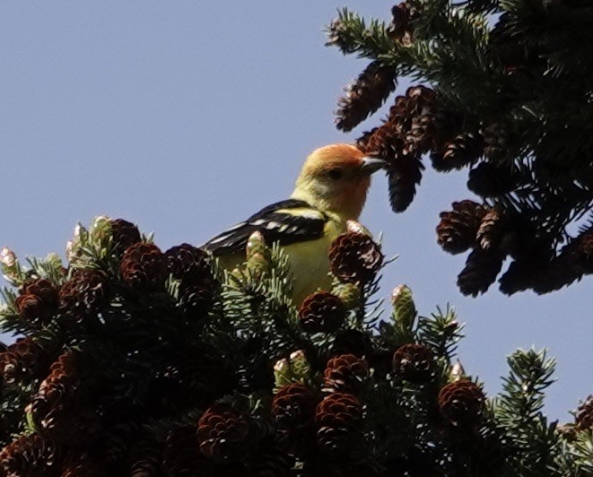 Western Tanager - ML619416256