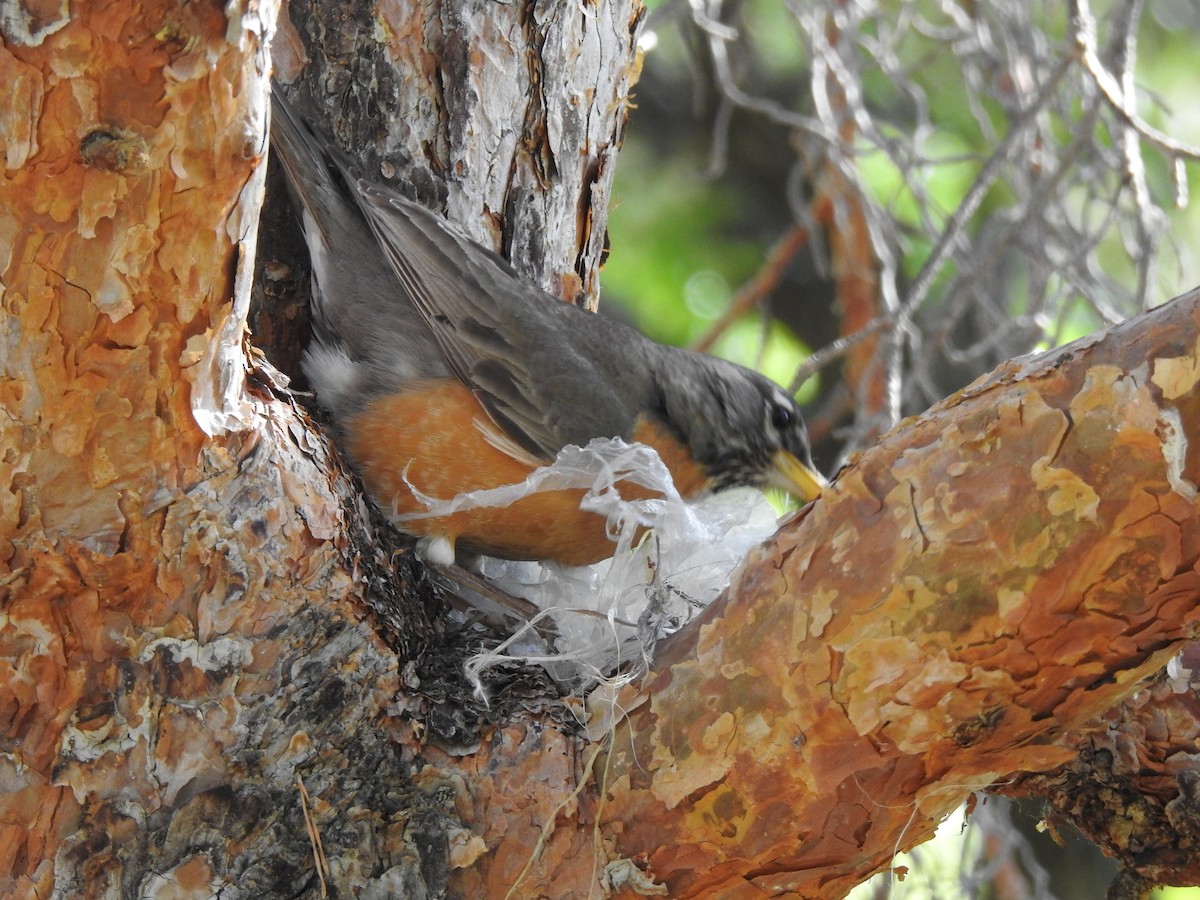 American Robin - Victoria Vosburg