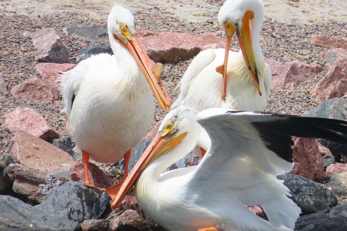 American White Pelican - David Brinkman