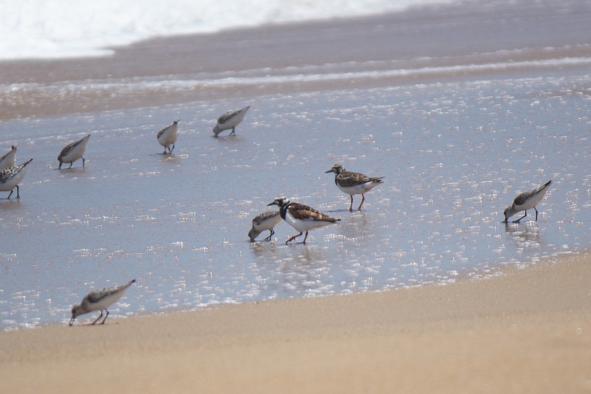 Ruddy Turnstone - Will Shattuck