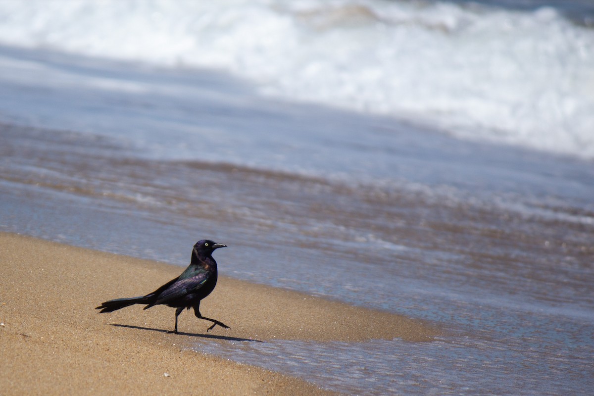 Common Grackle - ML619416286