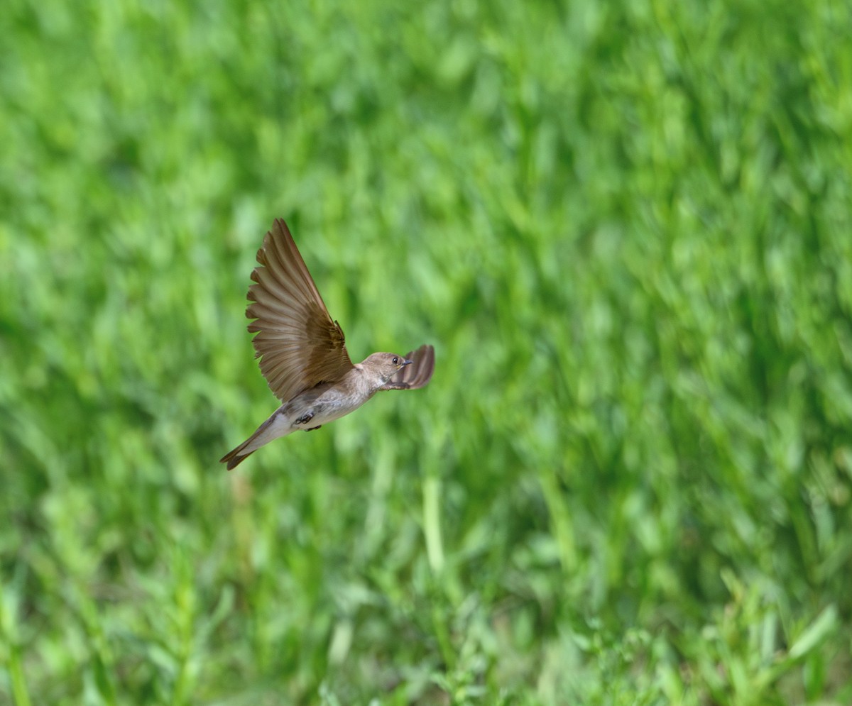 Bank Swallow - Patti Koger