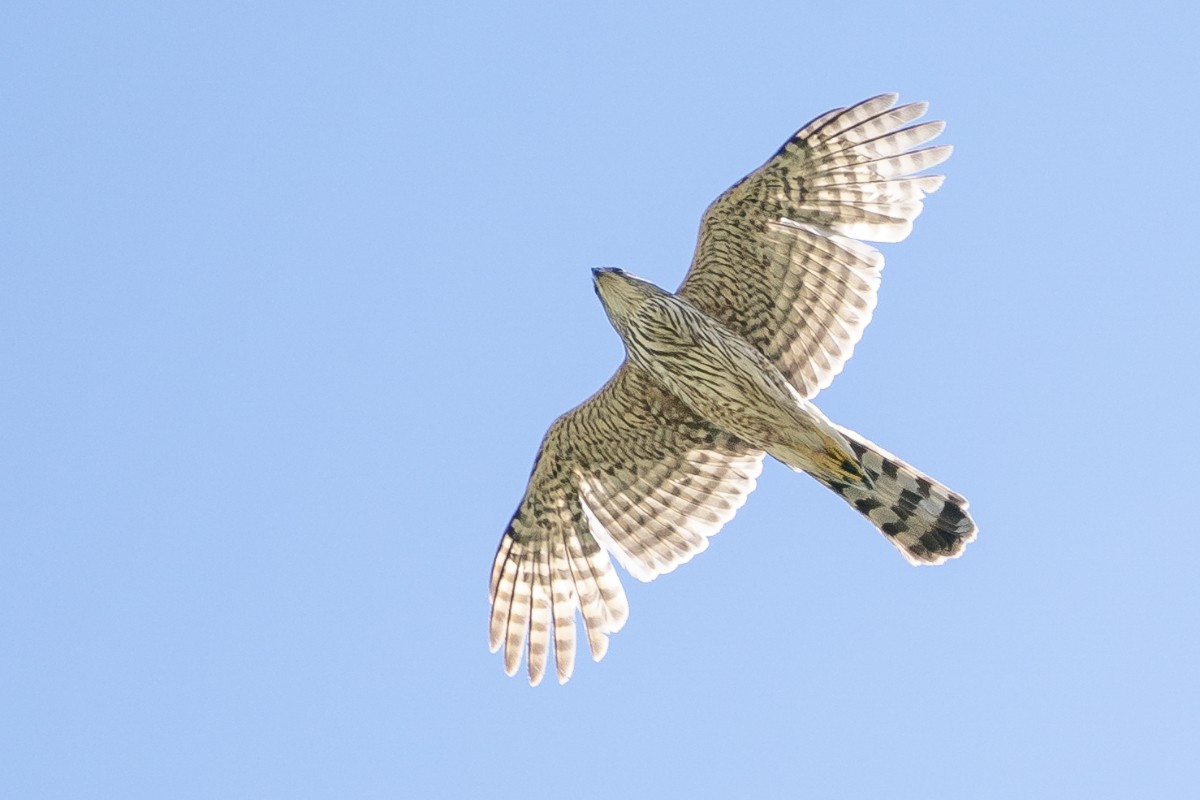 Cooper's Hawk - Slawomir Dabrowski