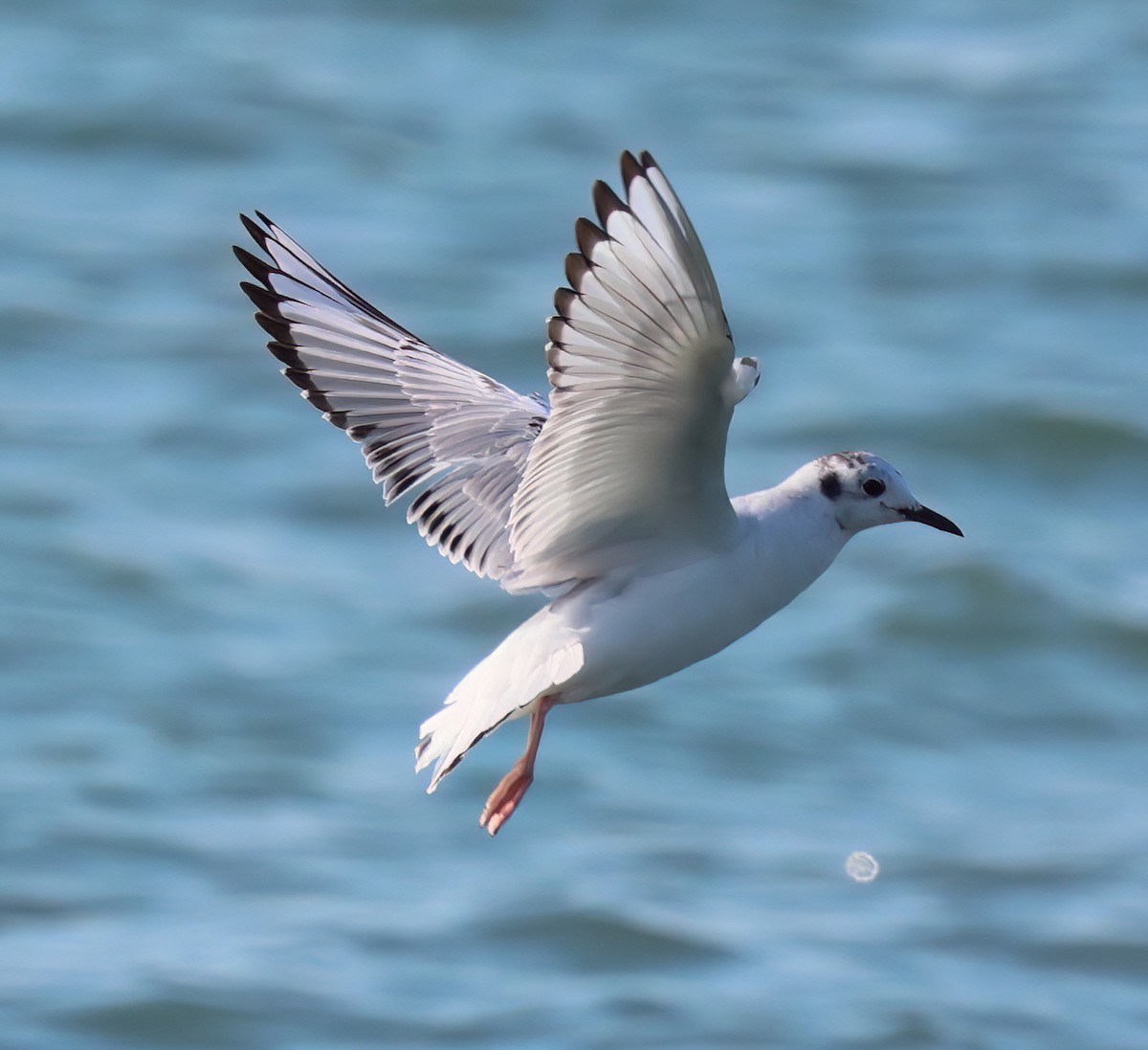 Bonaparte's Gull - Charlotte Byers