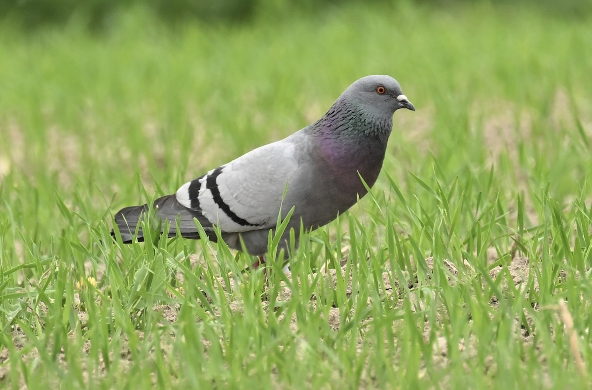 Rock Pigeon (Feral Pigeon) - france dallaire