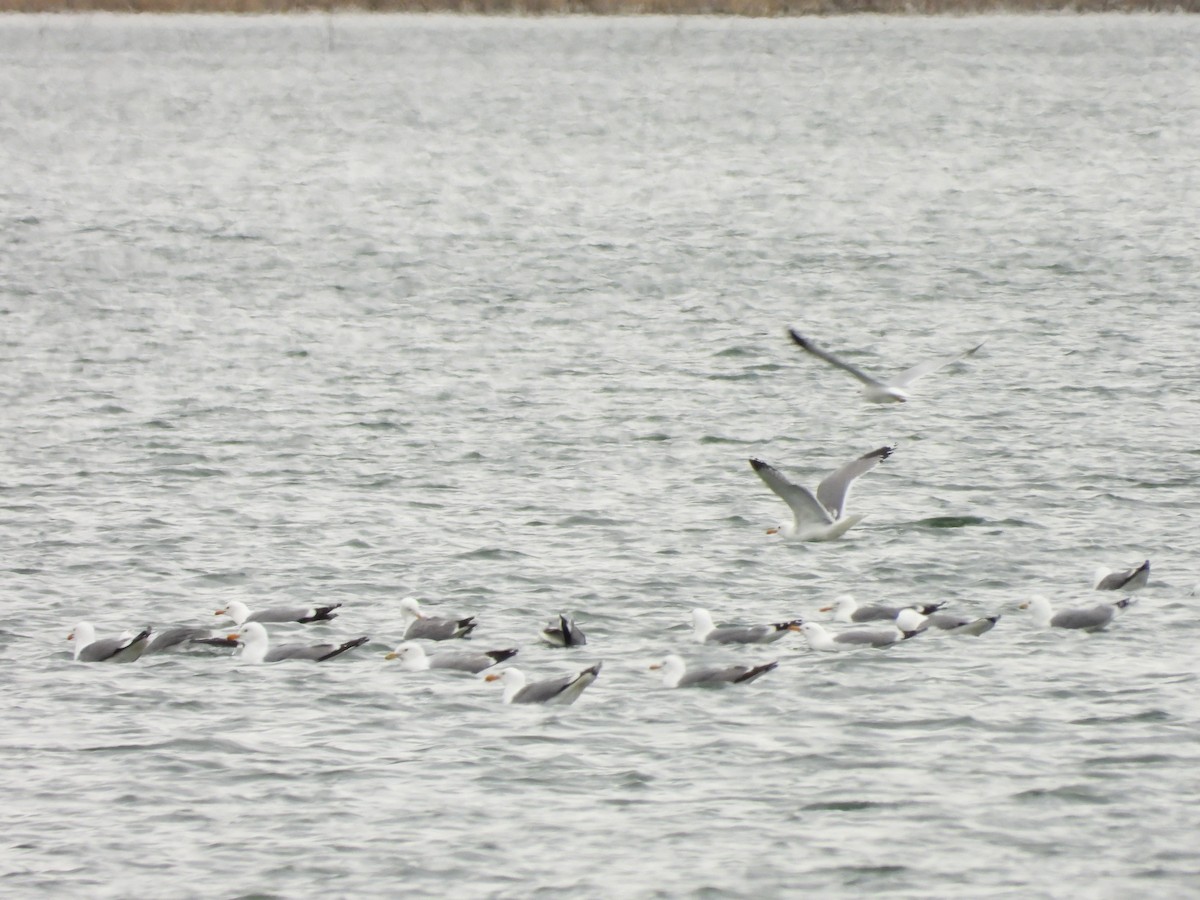 California Gull - Maura Powers