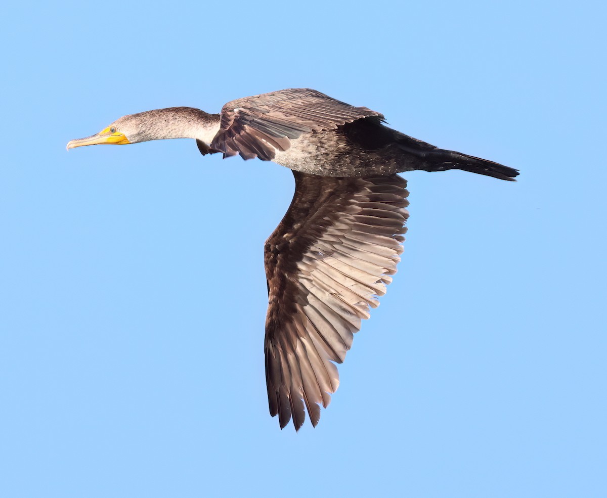 Double-crested Cormorant - Charlotte Byers