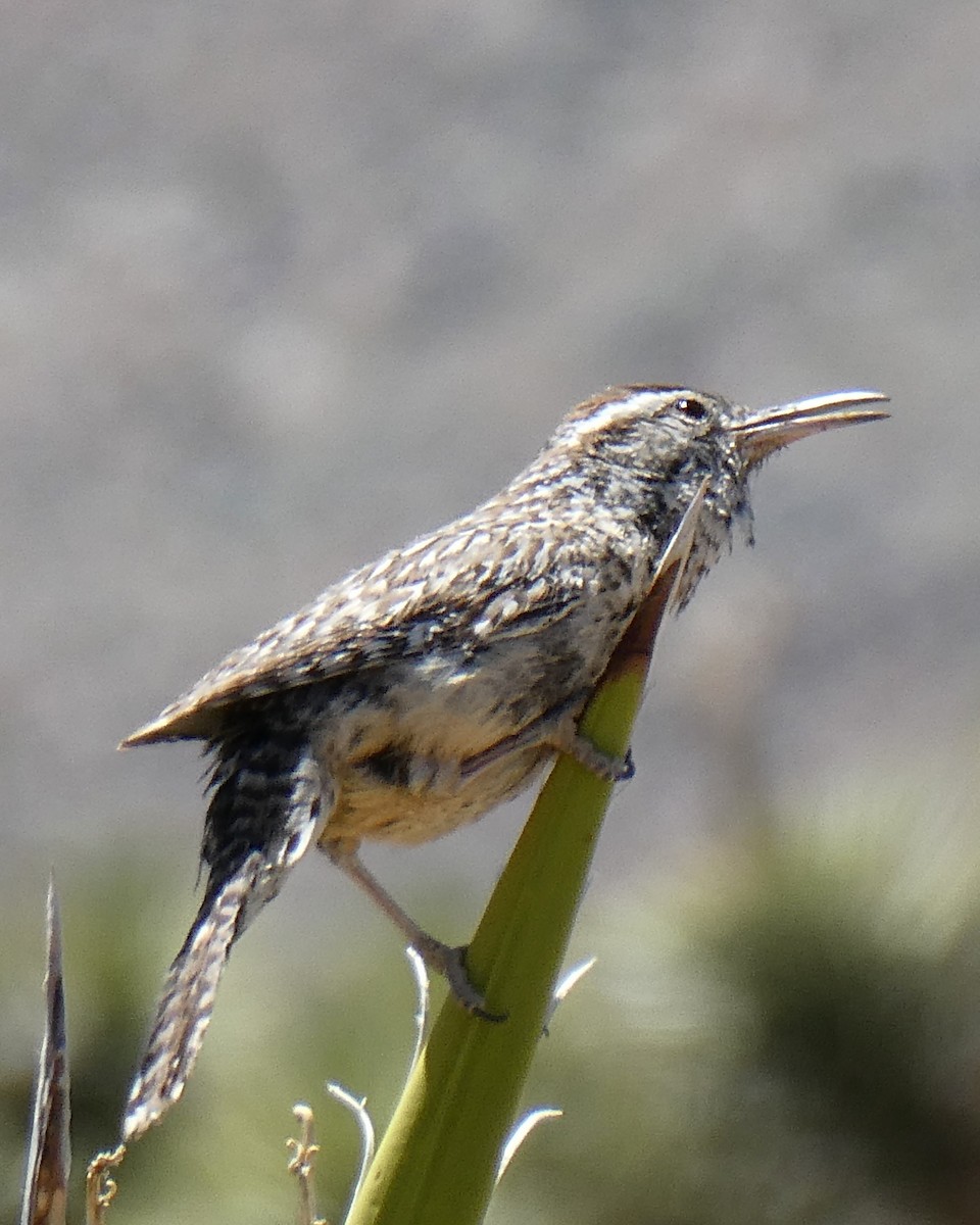 Cactus Wren - K K