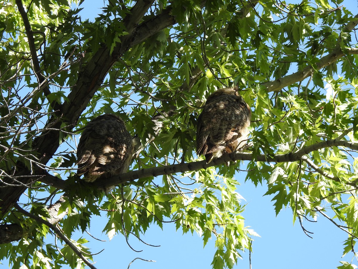 Great Horned Owl - ML619416360
