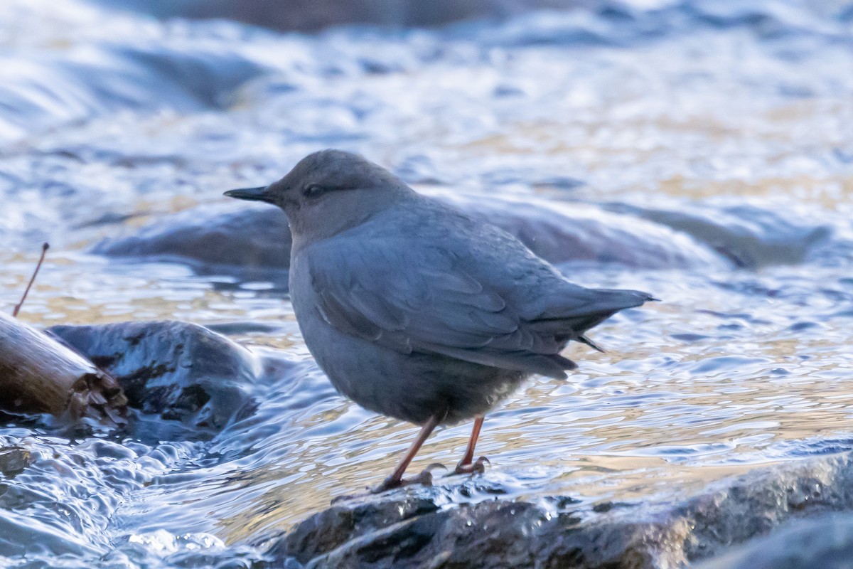 American Dipper - Gordon Starkebaum