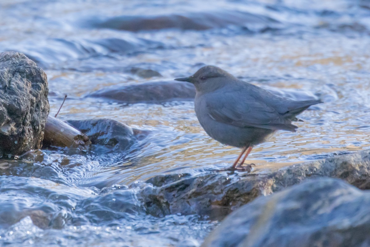 American Dipper - Gordon Starkebaum