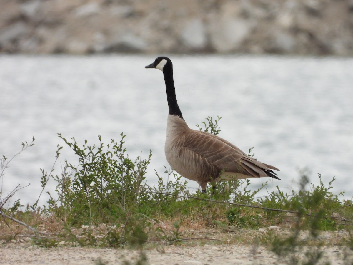 Canada Goose - ML619416373