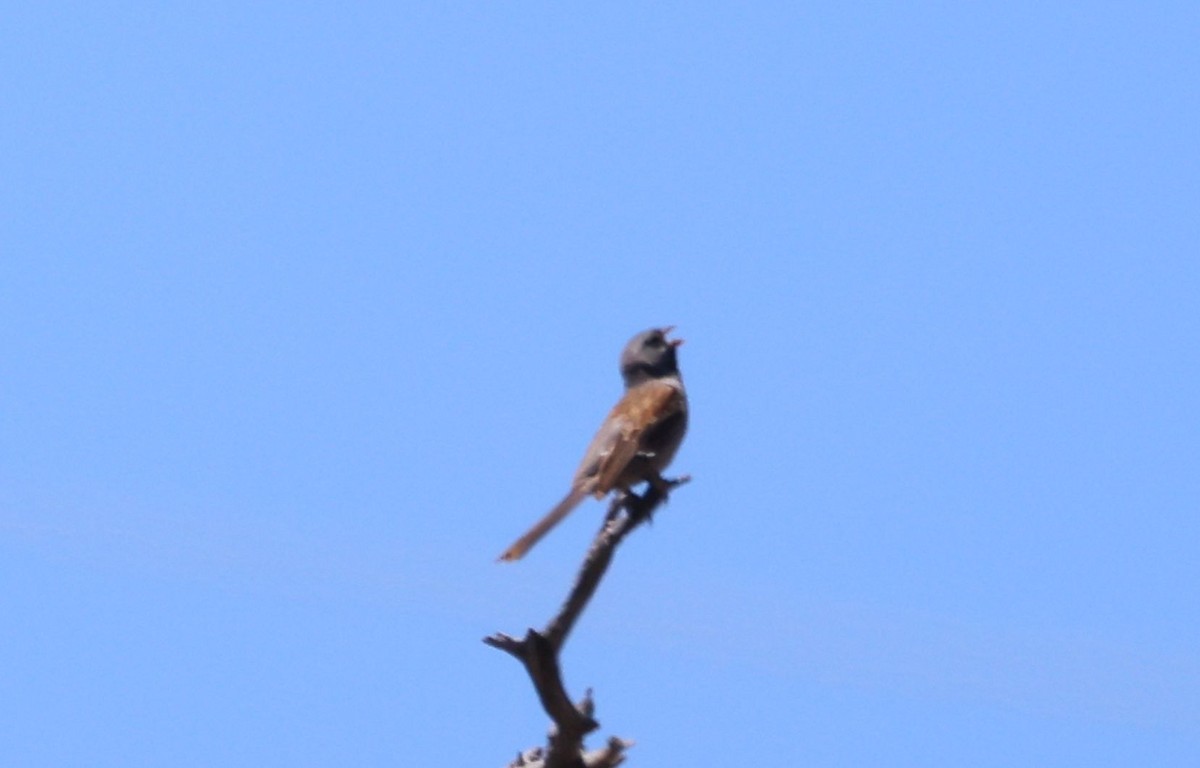 Black-chinned Sparrow - Greg Cross