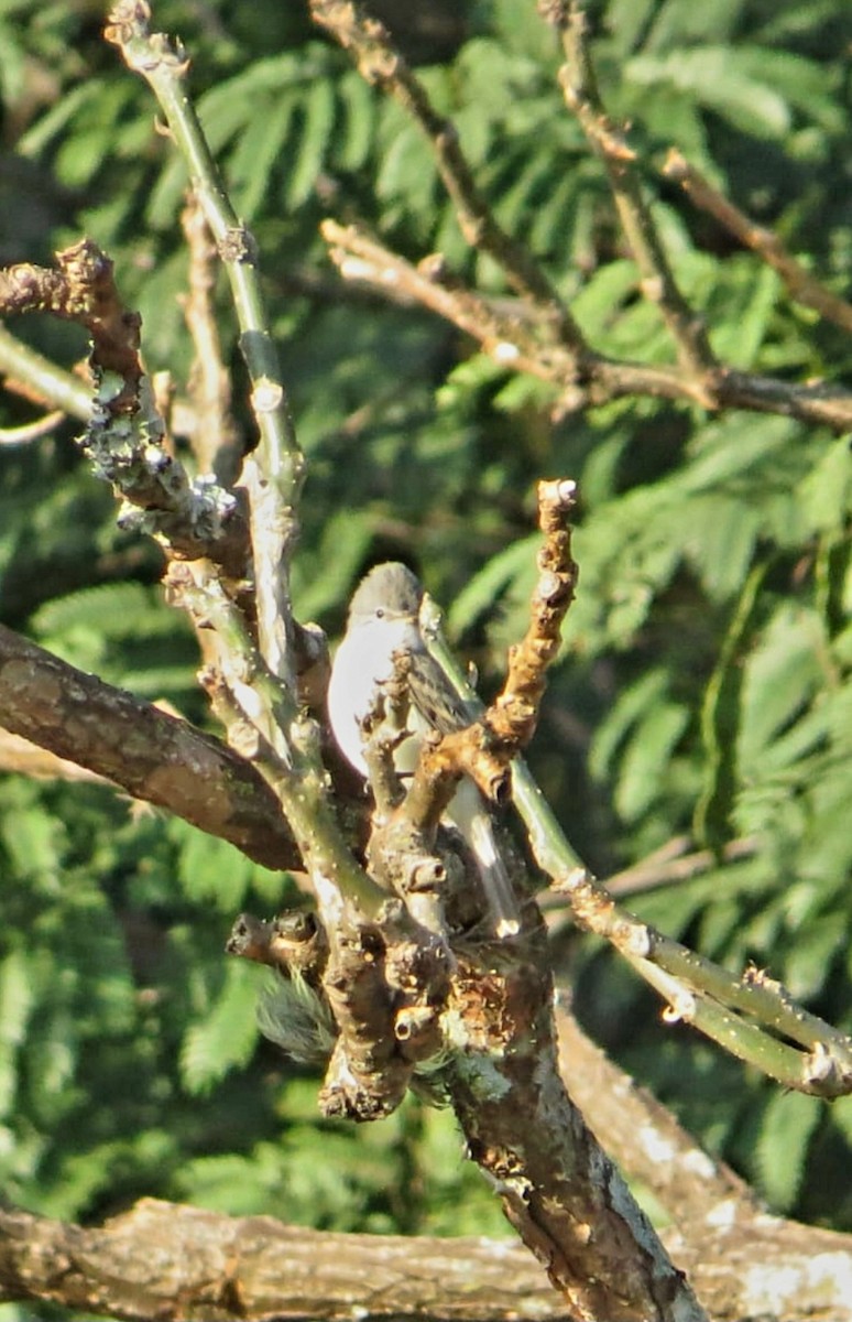 Southern Beardless-Tyrannulet - Charles Espindola