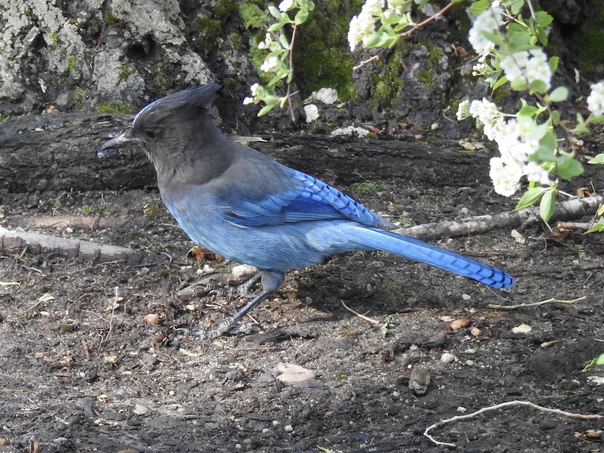 Steller's Jay - Victoria Vosburg