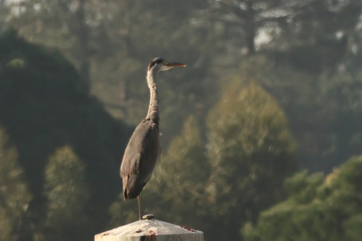 Gray Heron - Alexandre Hespanhol Leitão