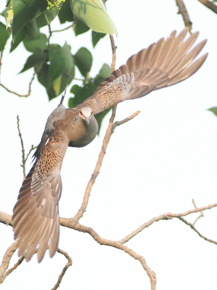 Spotted Dove - Charles Lam