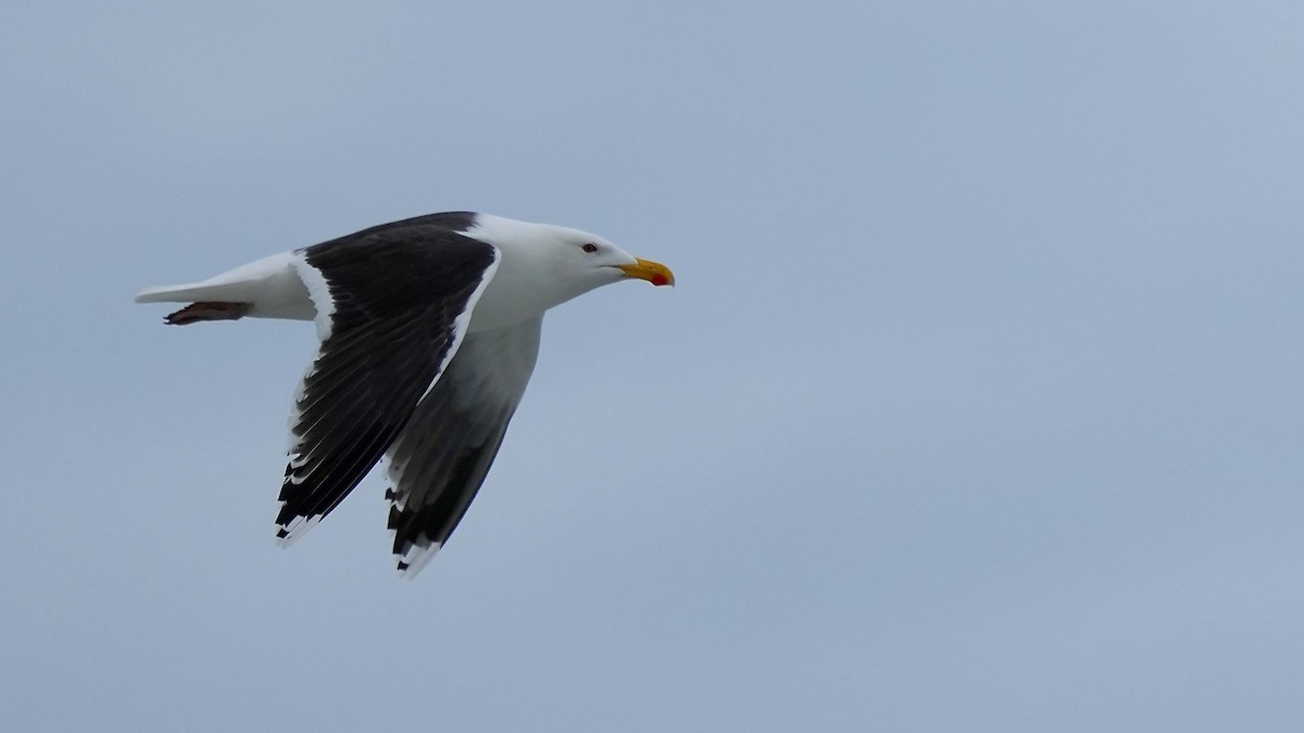 Great Black-backed Gull - Sunil Thirkannad