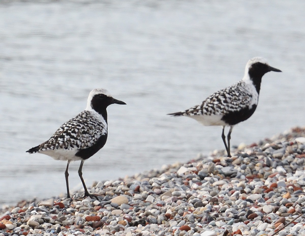 Black-bellied Plover - ML619416427