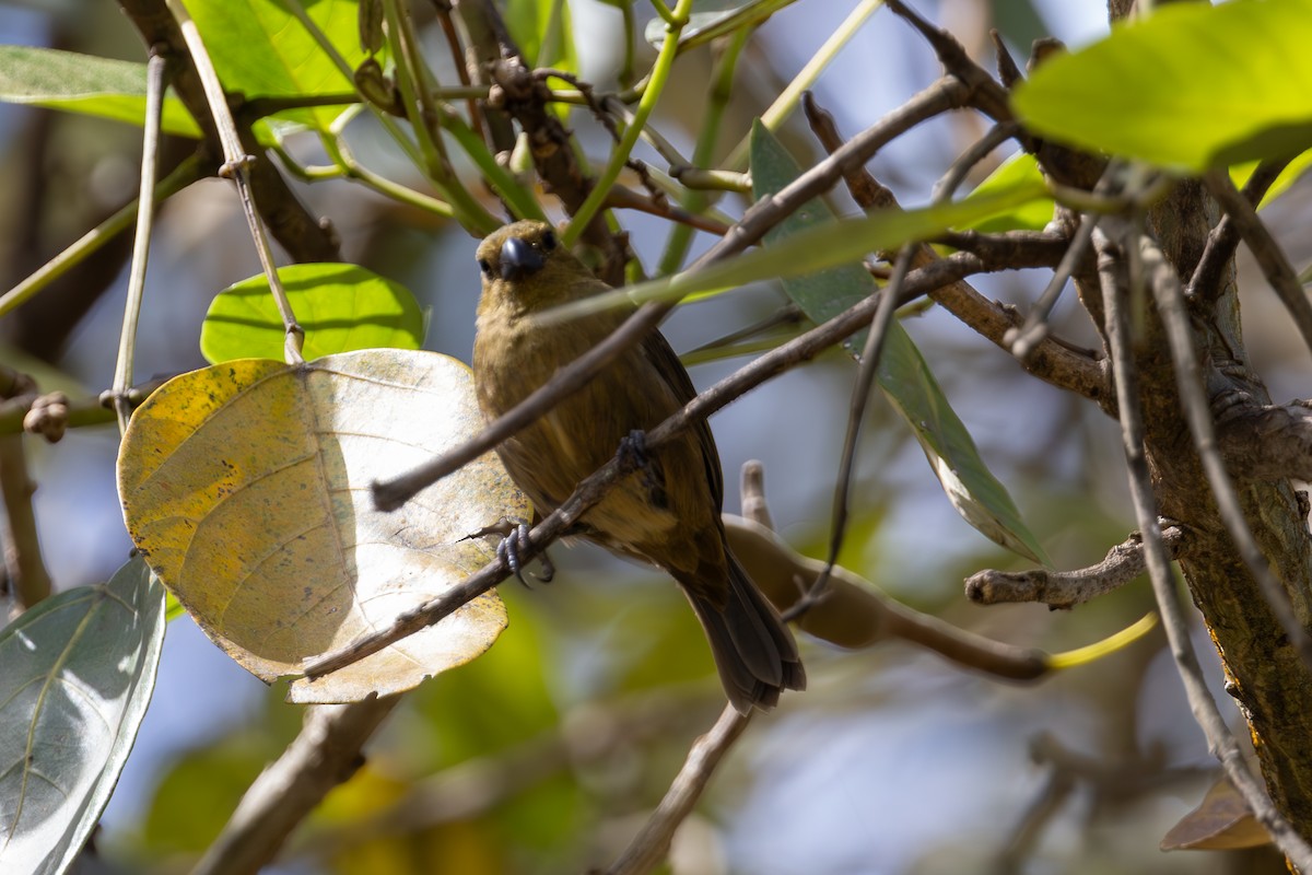 Thick-billed Seed-Finch - Mason Flint