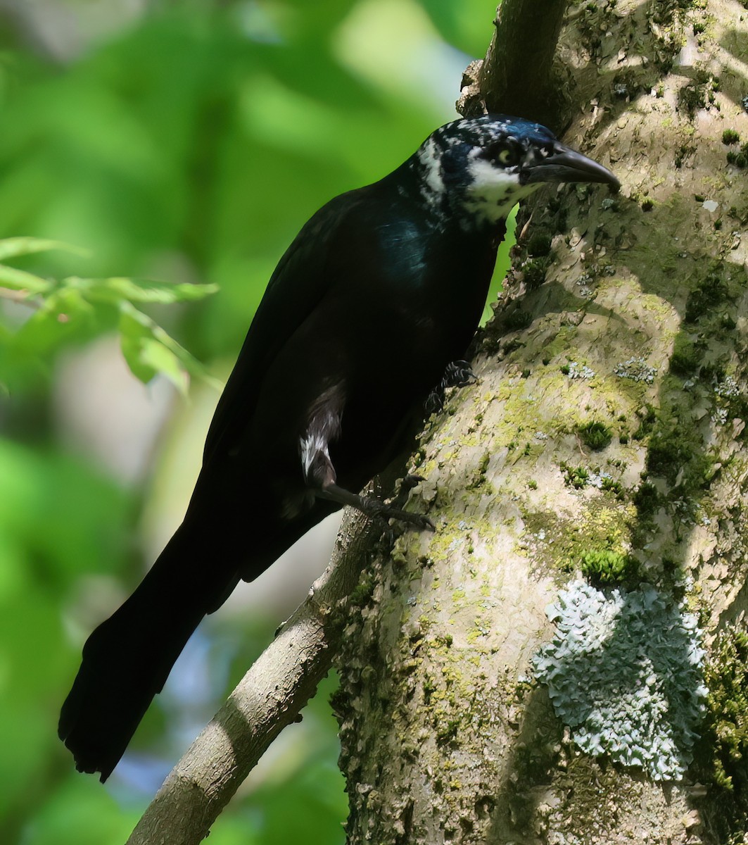 Common Grackle - Charlotte Byers