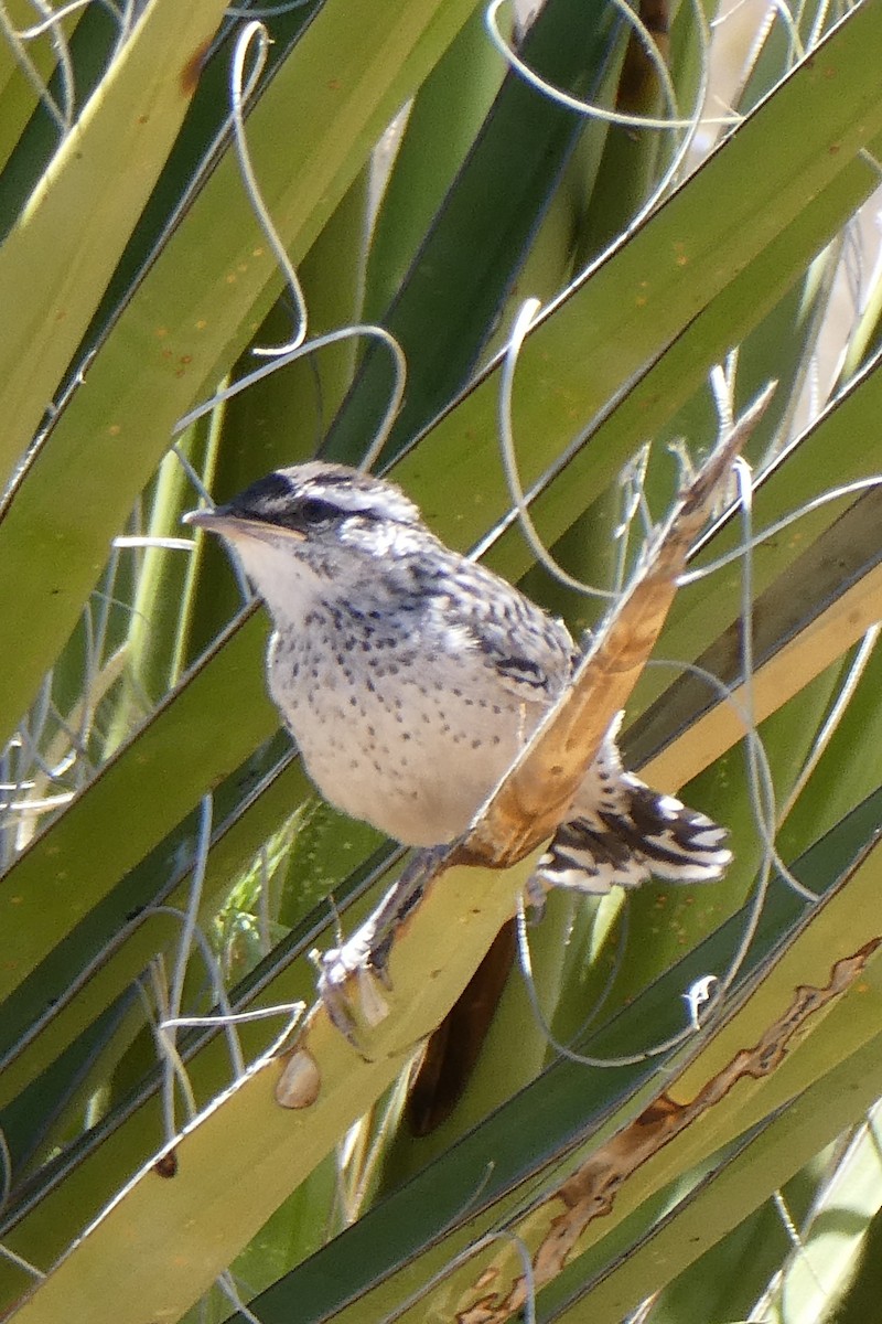 Cactus Wren - K K