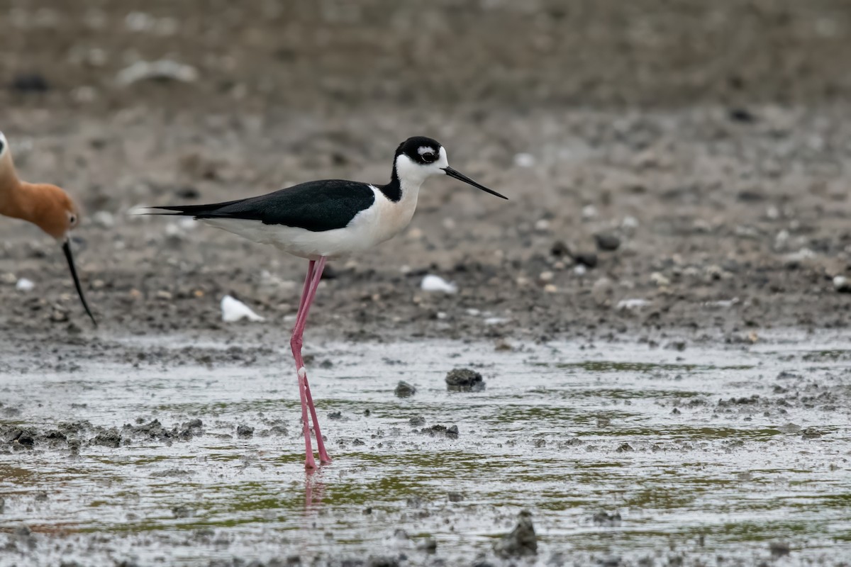 Black-necked Stilt - Dominic More O’Ferrall