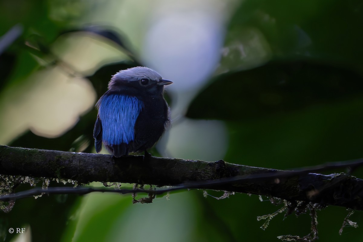 Manakin à dos bleu - ML619416444