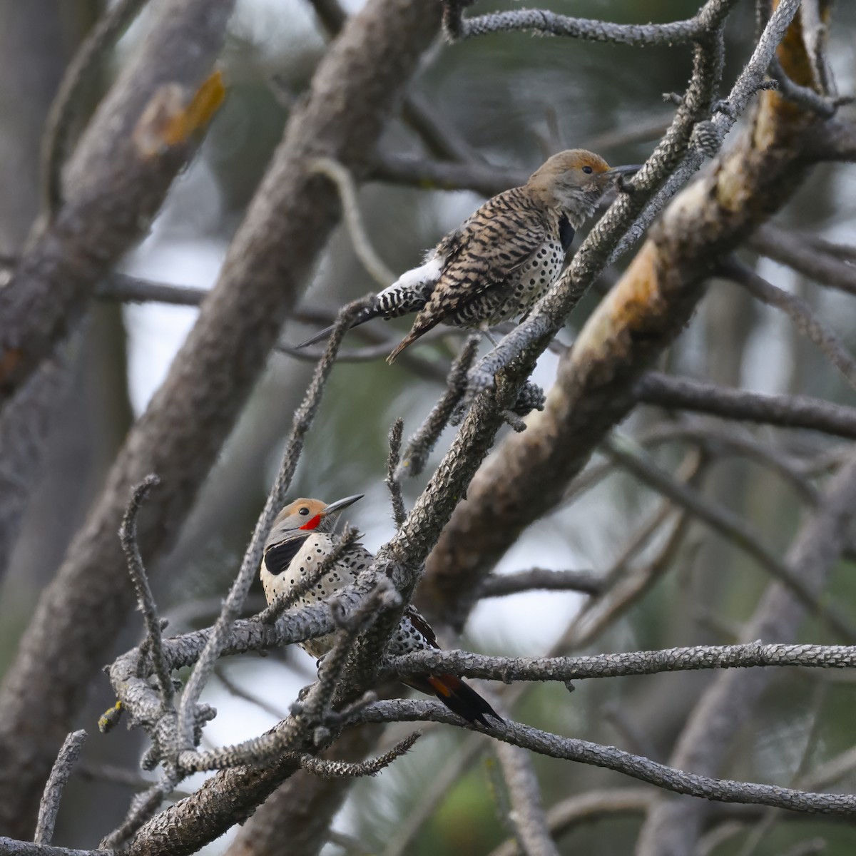 Northern Flicker - Mike Gifford