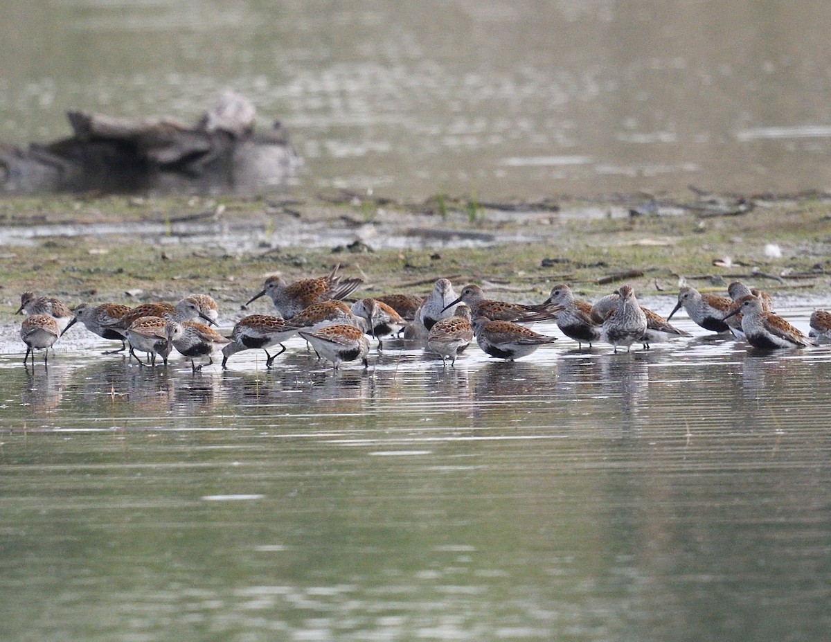 Dunlin - Margaret Hough