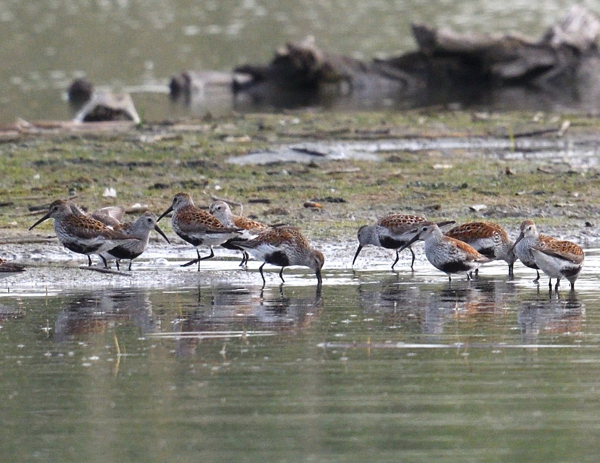 Dunlin - Margaret Hough