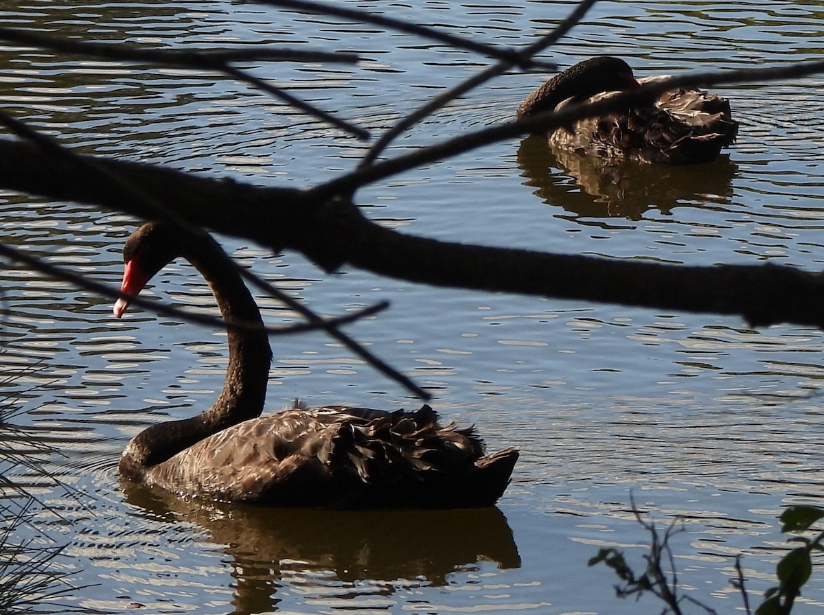 Black Swan - Suzanne Foley