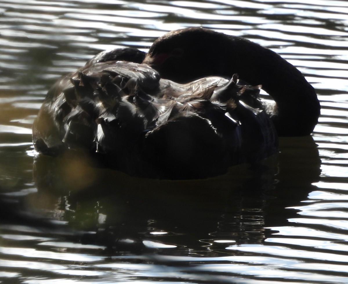 Black Swan - Suzanne Foley