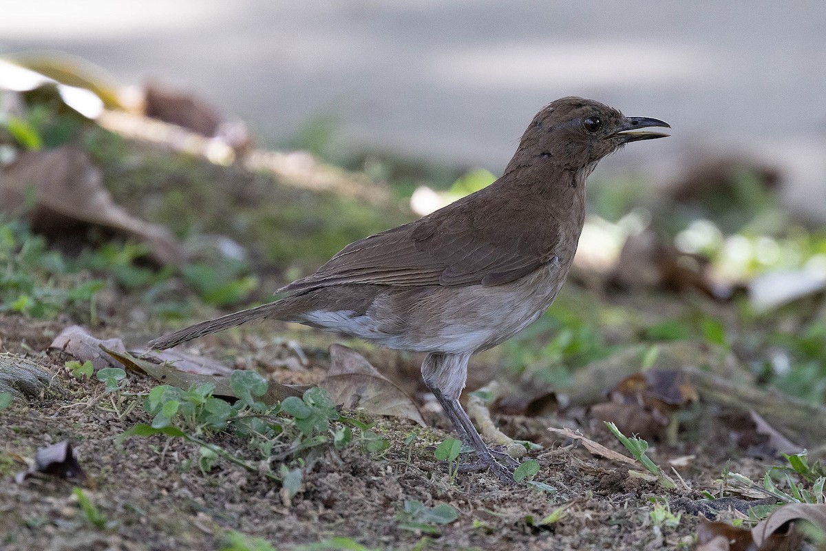 Black-billed Thrush - Ryan Shaw