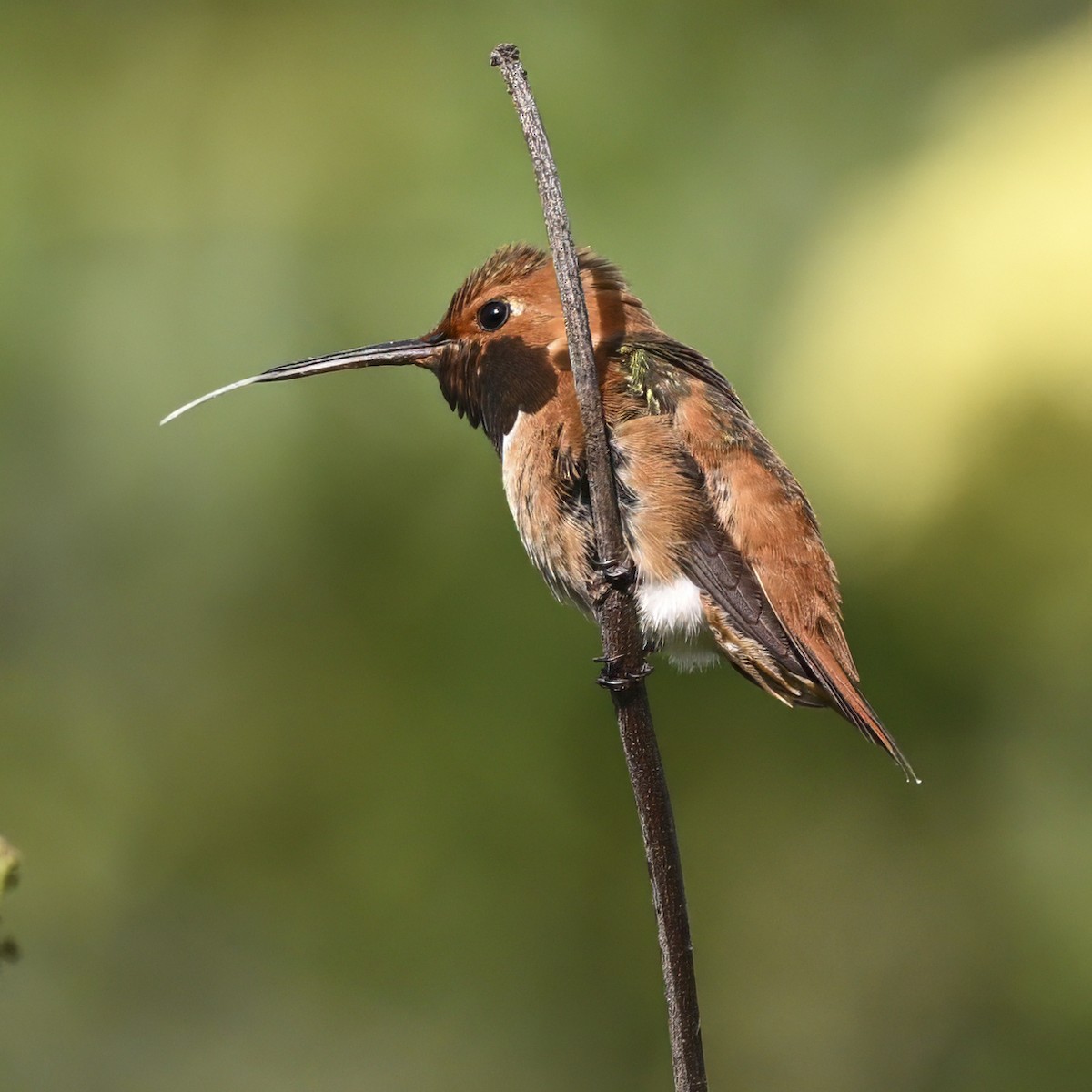 Allen's Hummingbird - Mike Gifford
