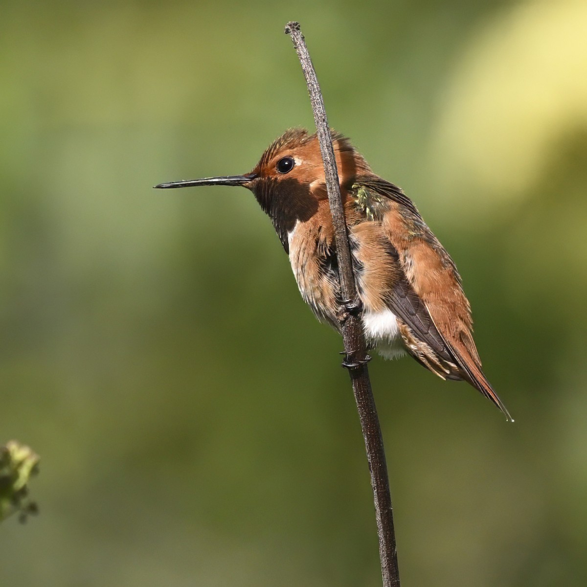 Allen's Hummingbird - Mike Gifford