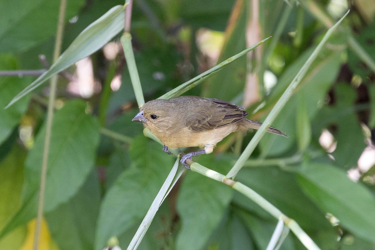 Yellow-bellied Seedeater - ML619416498