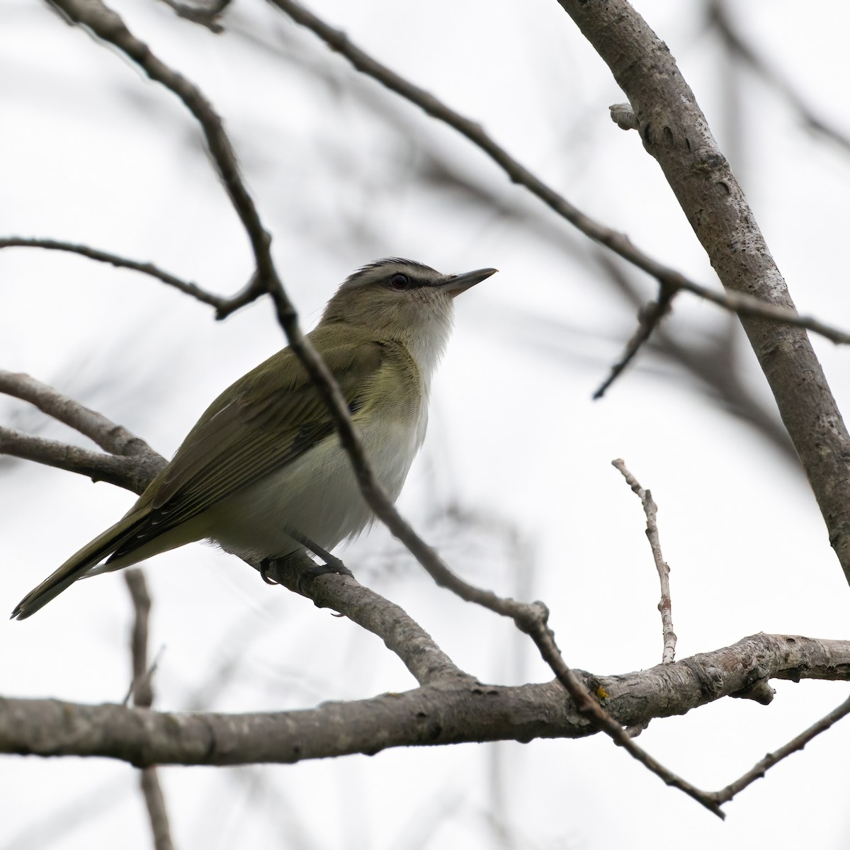 Red-eyed Vireo - Christine Pelletier et (Claude St-Pierre , photos)