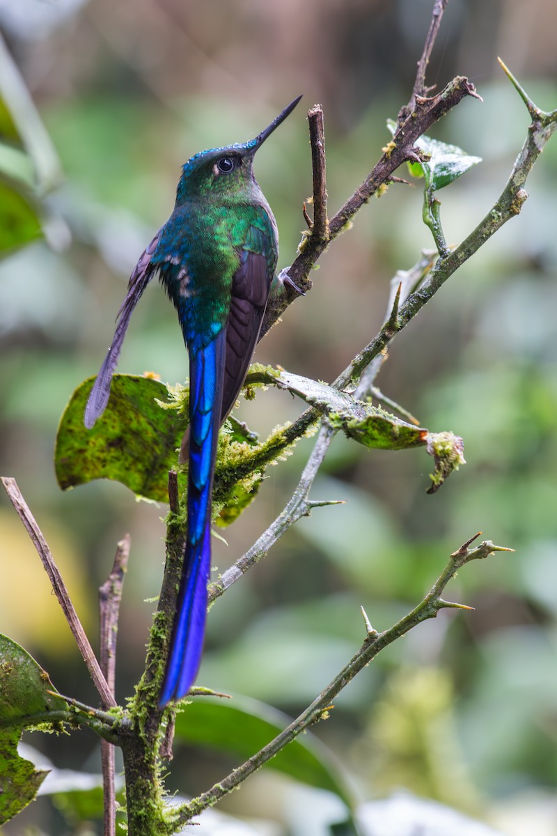 Violet-tailed Sylph - Nancy Davis