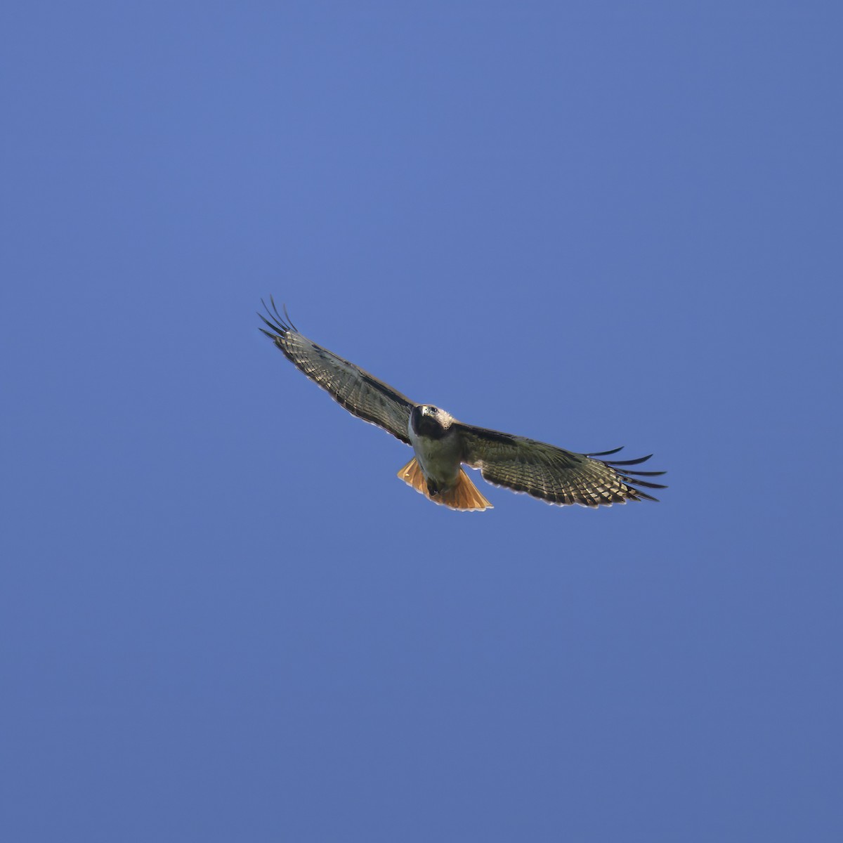 Red-tailed Hawk - Mike Gifford