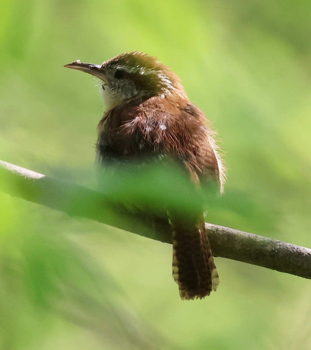 Carolina Wren - Charlotte Byers