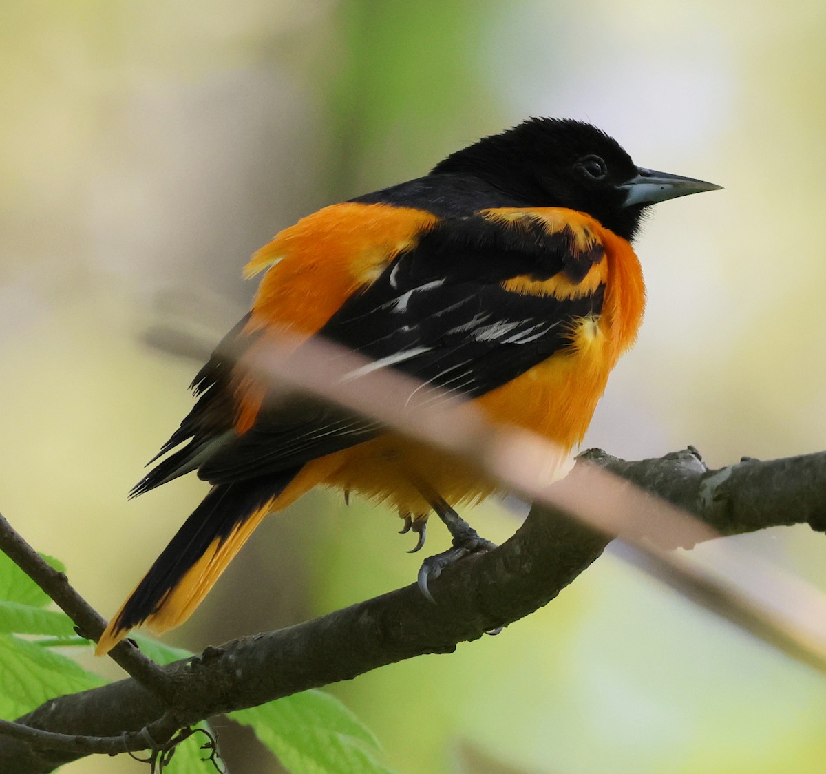 Baltimore Oriole - Charlotte Byers