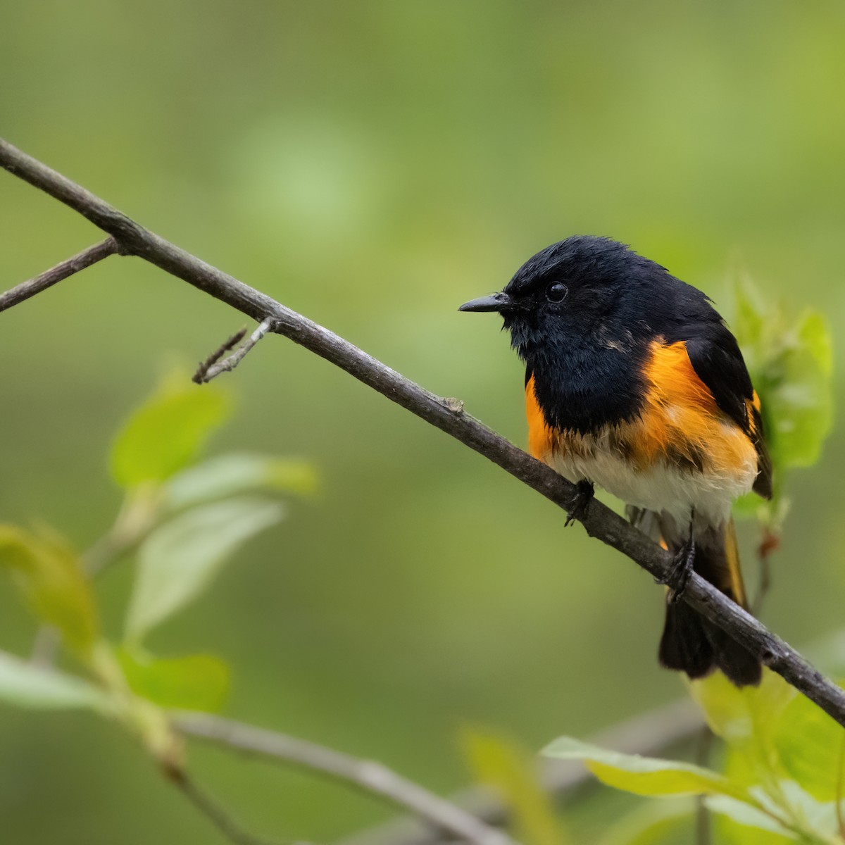 American Redstart - Christine Pelletier et (Claude St-Pierre , photos)