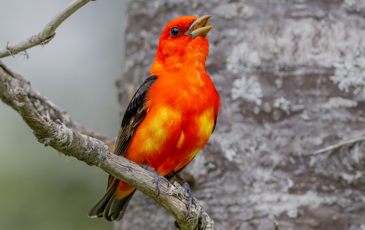 Scarlet Tanager - Jim Carroll