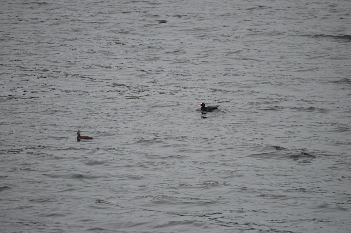 Surf Scoter - John Shaeffer