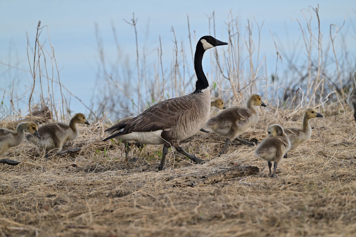 Canada Goose - Buck Lee