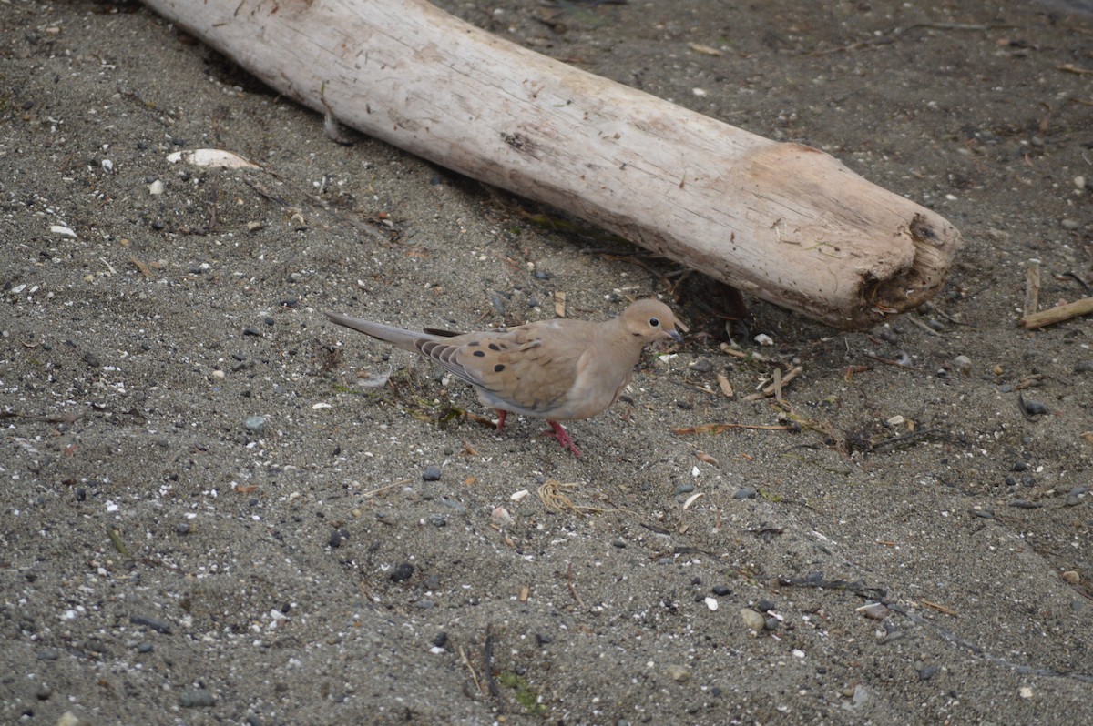 Mourning Dove - John Shaeffer