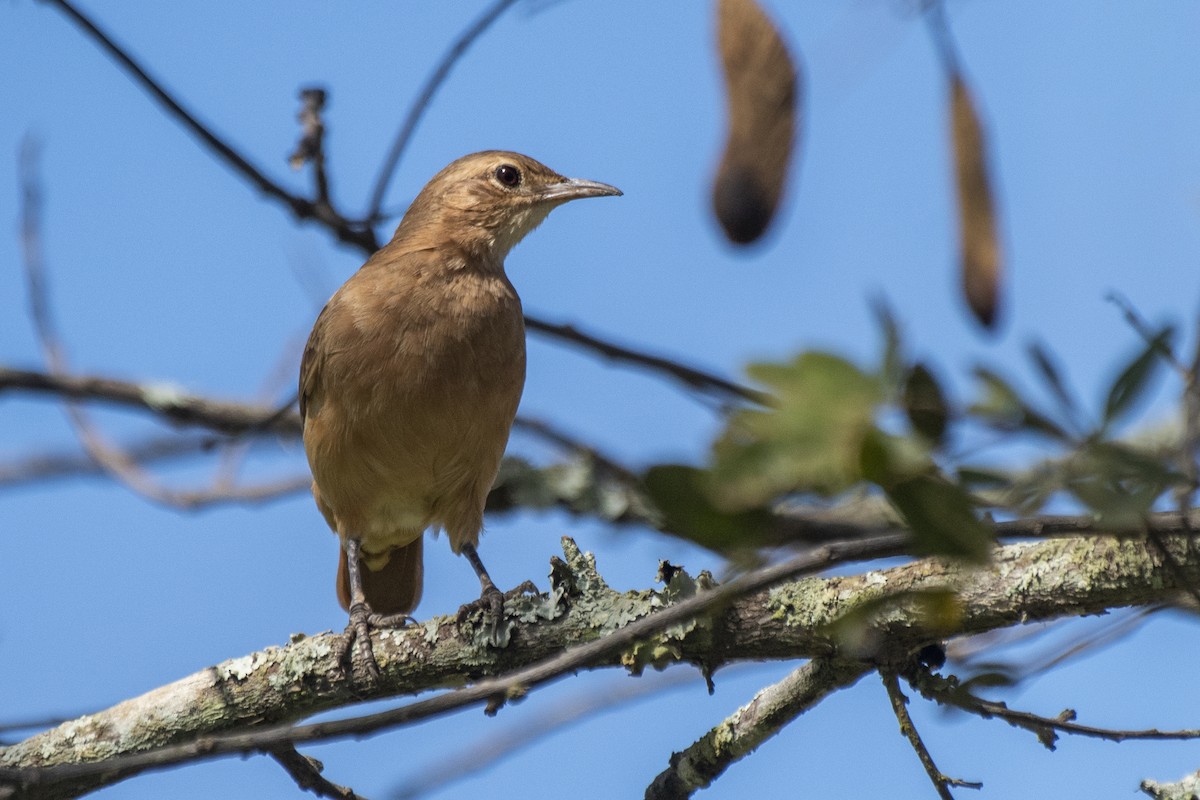 Rufous Hornero - ML619416590